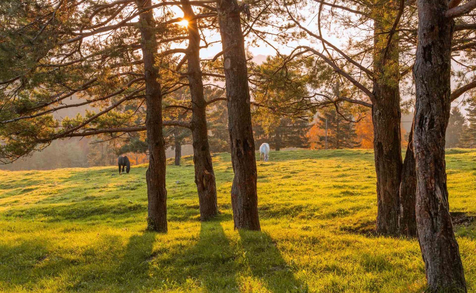 horses-on-the-meadow-at-sunset-2025-01-15-13-04-48-utc_11zon.jpg